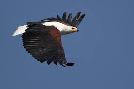 fish-eagle