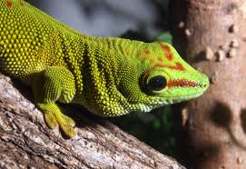 day gecko