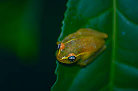 frog2