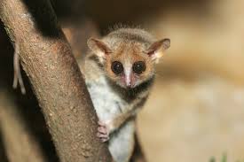 mouse lemur2