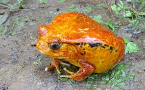 tomato frog3