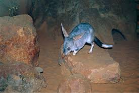 bilby2
