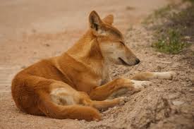 dingo2