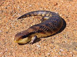 great desert skink2