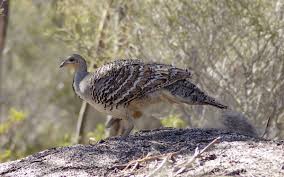 malleefowl