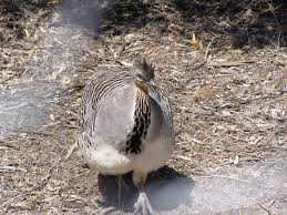 malleefowl2