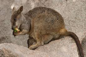 rock wallaby