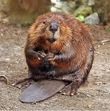 beaver2