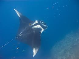 giant manta