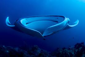 giant manta2