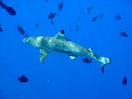 reef shark2