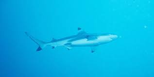 reef shark3