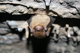 brown bats