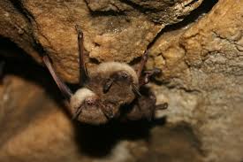brown bats2