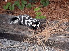 spotted skunk