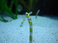 garden eels2