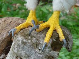 bird feet