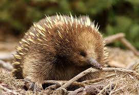 echidnas