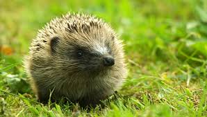 hedgehog