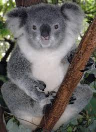 koala