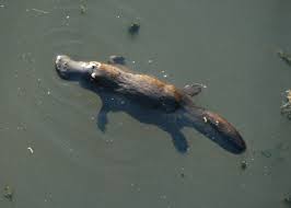 platypus