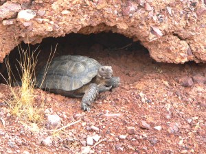 Desert Tortoise