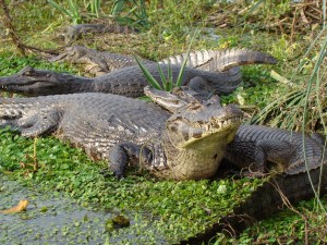 A40C6523-0315-4797-B83F-7731C91C7D74