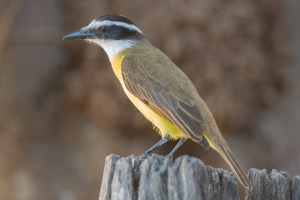 005FE1E1-AA00-4637-AB2E-A5175A151863