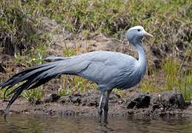 blue crane