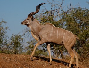 Male_greater_kudu