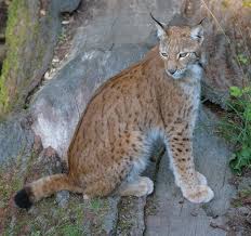 lynx