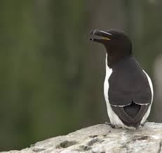razorbills
