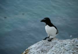 razorbills2