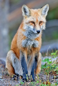 Red Fox (Male), Horsefly Peninsula, Quesnel Lake, British Columbia