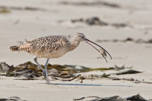 2 of 5 Long-billed Curlew (Numenius americanus) bird eating sand